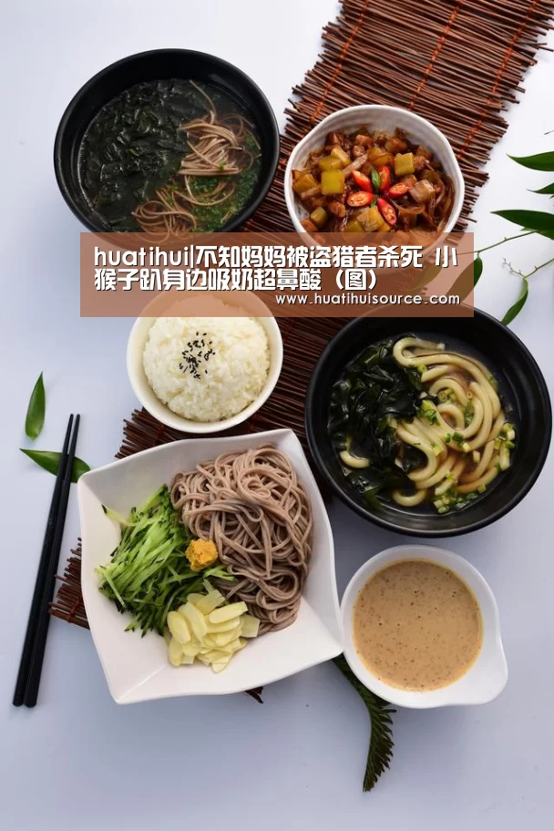 huatihui|不知妈妈被盗猎者杀死 小猴子趴身边吸奶超鼻酸(图)(图1) hth华体会官网