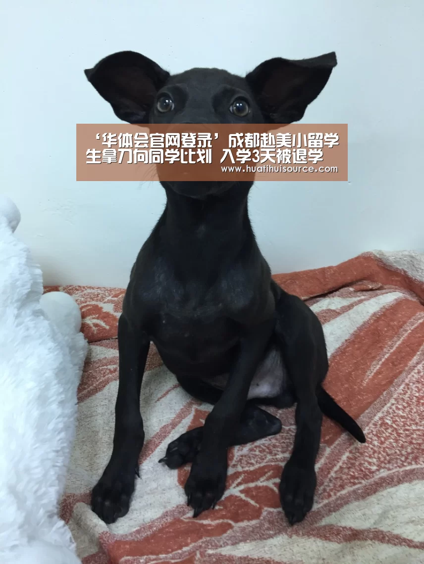 ‘华体会官网登录’成都赴美小留学生拿刀向同学比划 入学3天被退学(图2) ‘华体会官网登录’成都赴美小留学生拿刀向同学比划 入学3天被退学(图2)